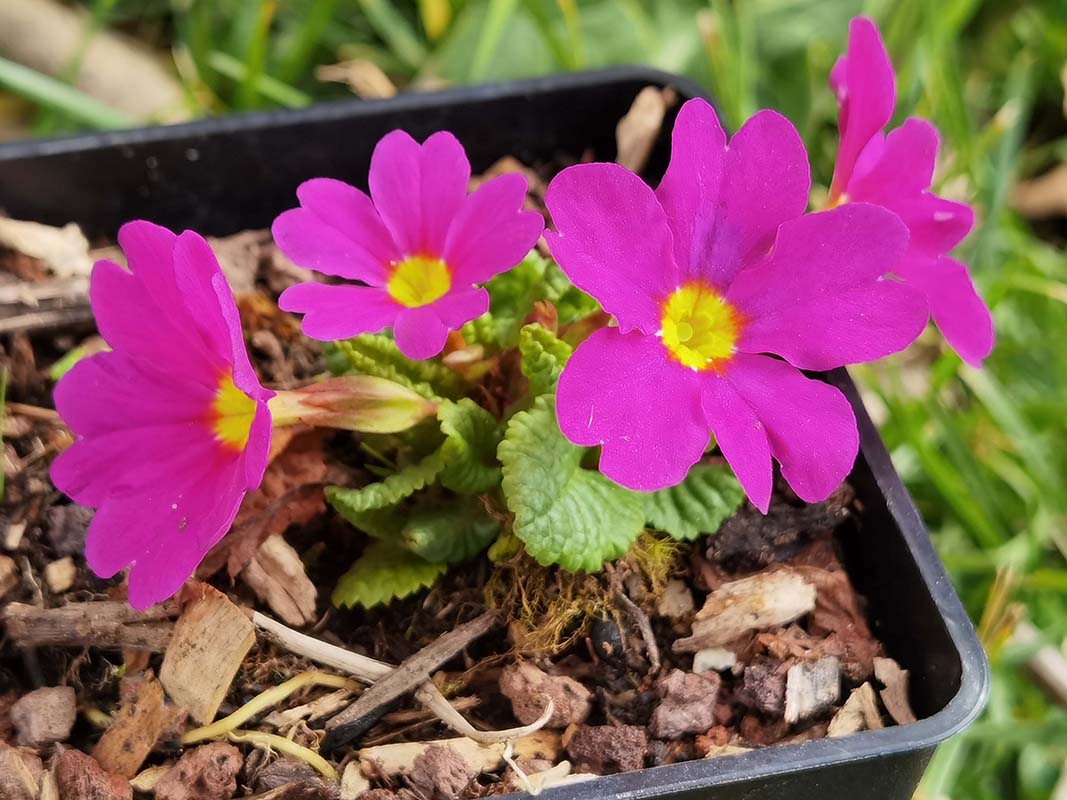 Primula sélection Vivalpi photo
